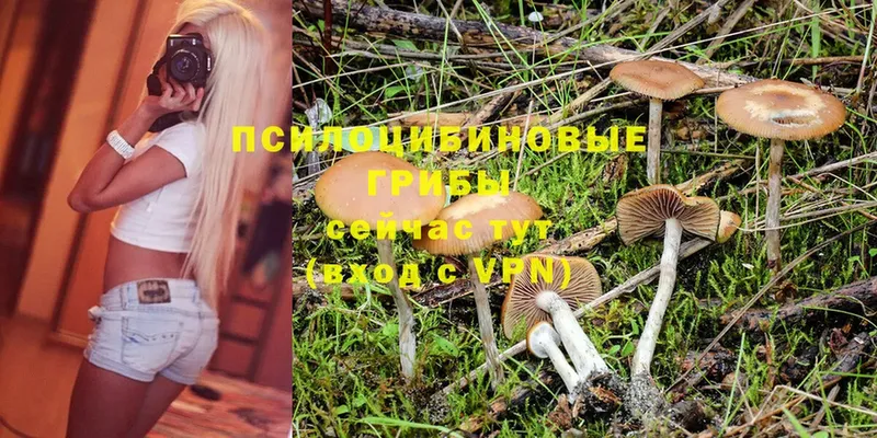 Галлюциногенные грибы Psilocybine cubensis  мега ONION  Ртищево 